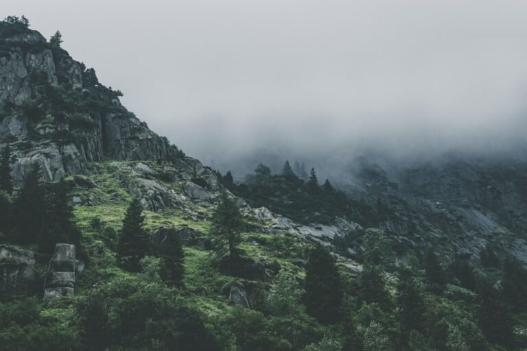 Bosco immerso nella nebbia: la ricerca di fonti energetiche sostenibili